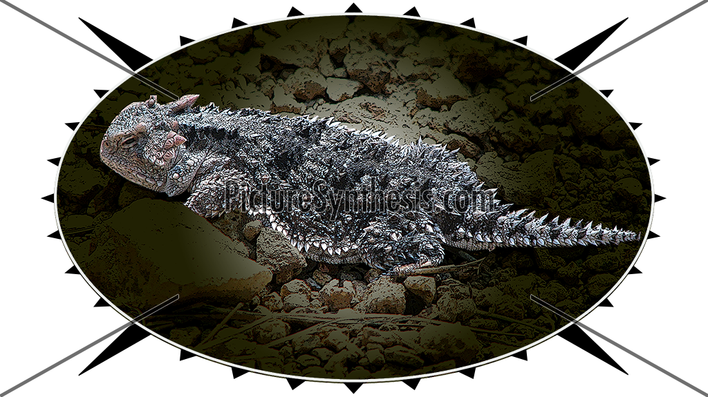 Horned Toad