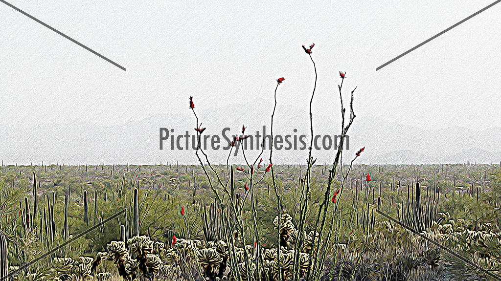 Organ Pipe Cactus National Monument