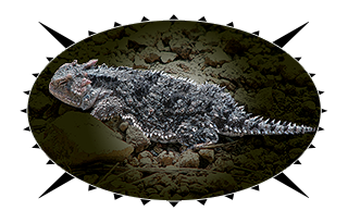 Horned Toad